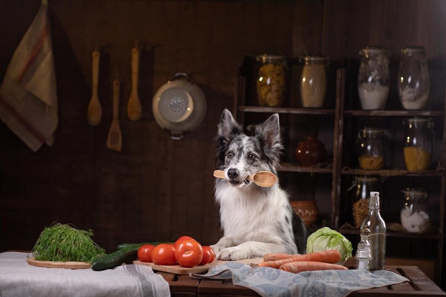 Qué darle al perro en lugar de pienso