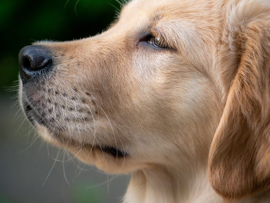 Para qué sirven los bigotes del perro