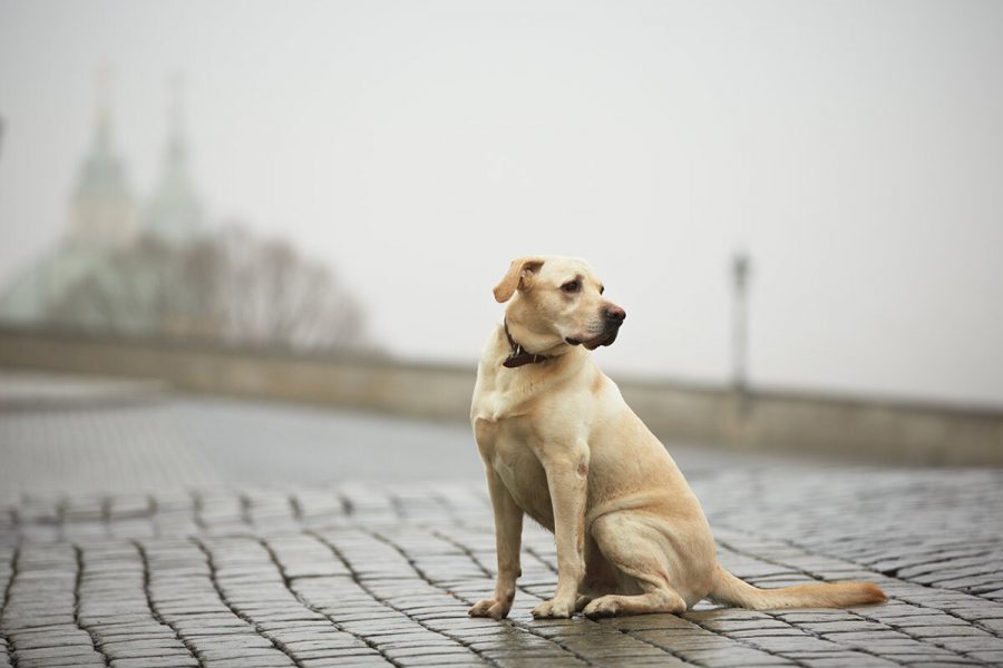 Qué hacer si te encuentras un perro abandonado