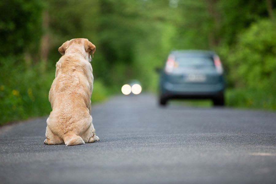 1 Was ist zu tun, wenn ich einen ausgesetzten Hund finde?