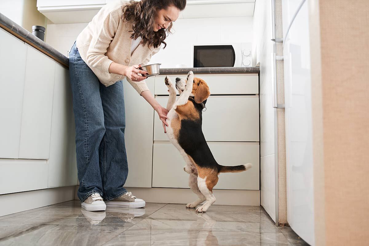 What to add to your dog's kibble