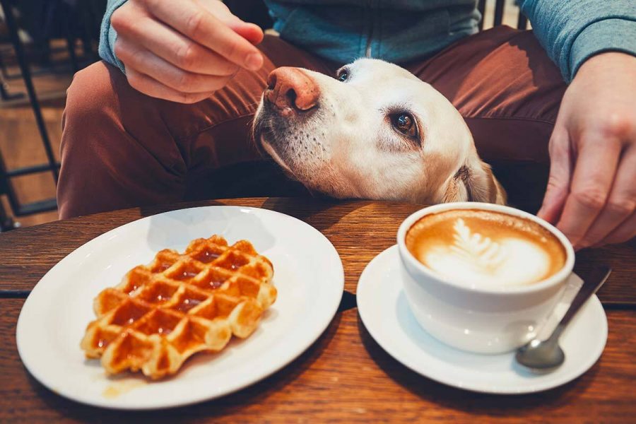 Qué hacer si el perro come dulces