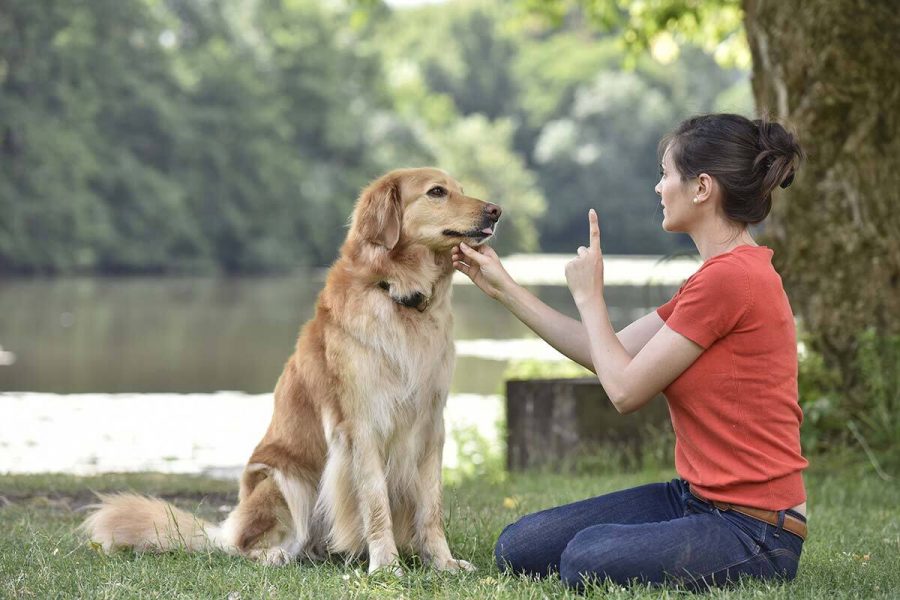 Qué enseñarle al perro