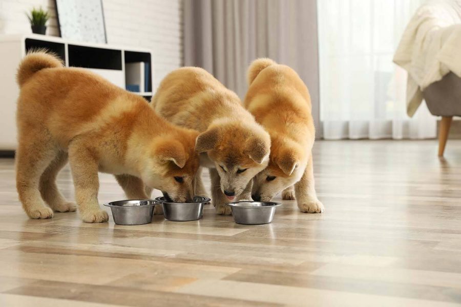 Was ein 2 Monate alter Hundewelpe fressen sollte