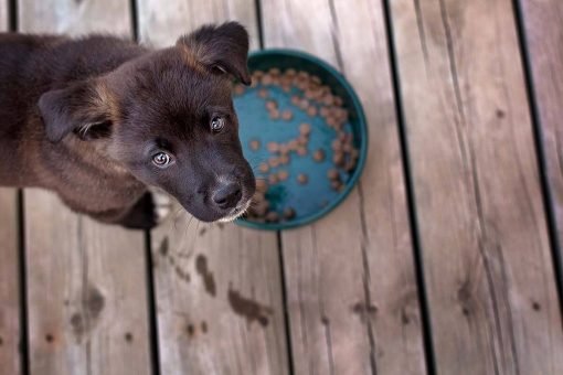 dog-puppy-food