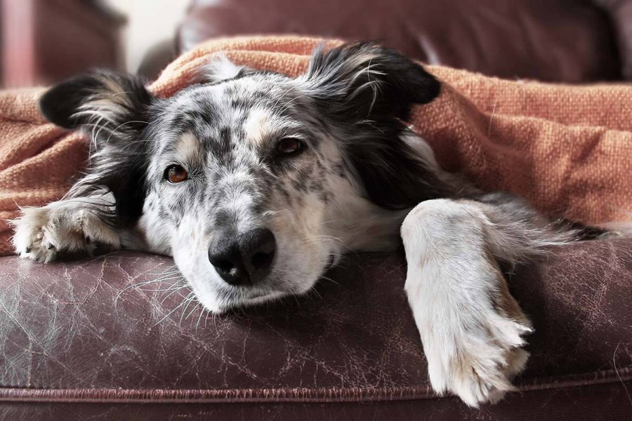 What to do if the dog vomits