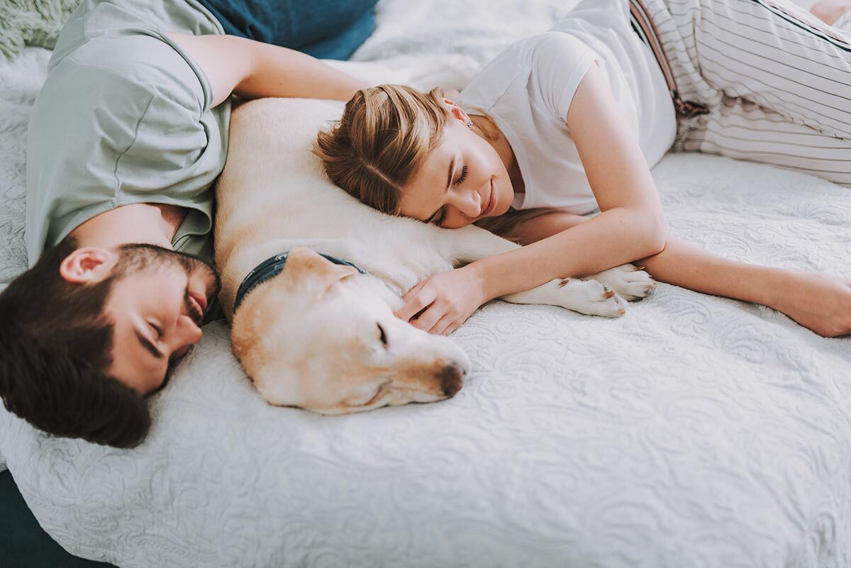 Dreaming of being bitten by a dog 60 photos - Astrologytoyou.com