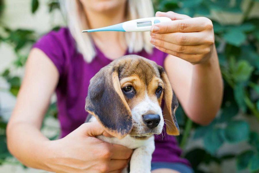 Cosa fare se il cane ha la febbre