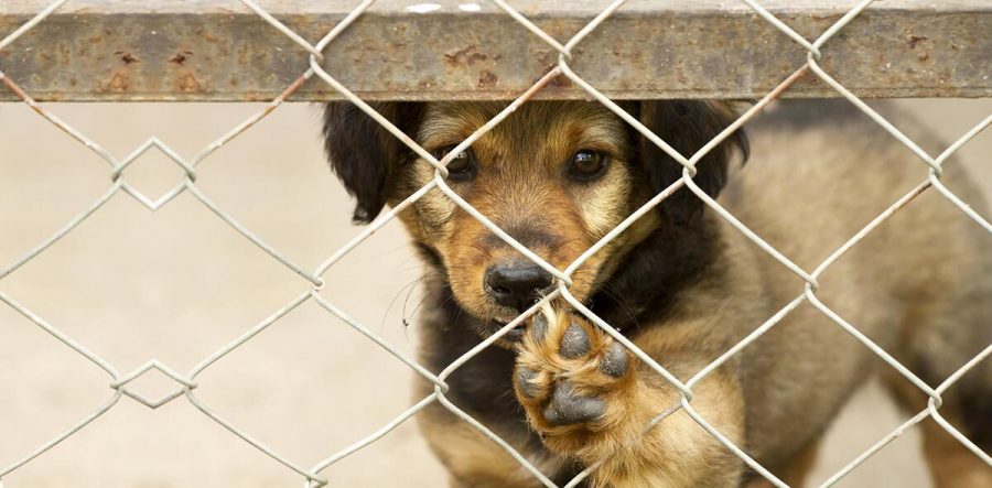 Qué debemos saber antes de adoptar un perro