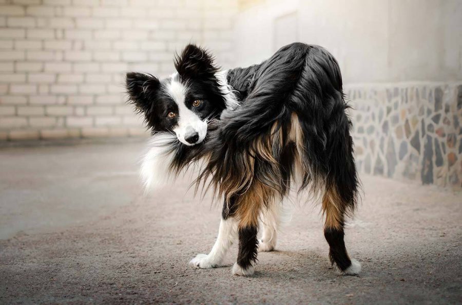 Para qué sirve la cola en los perros