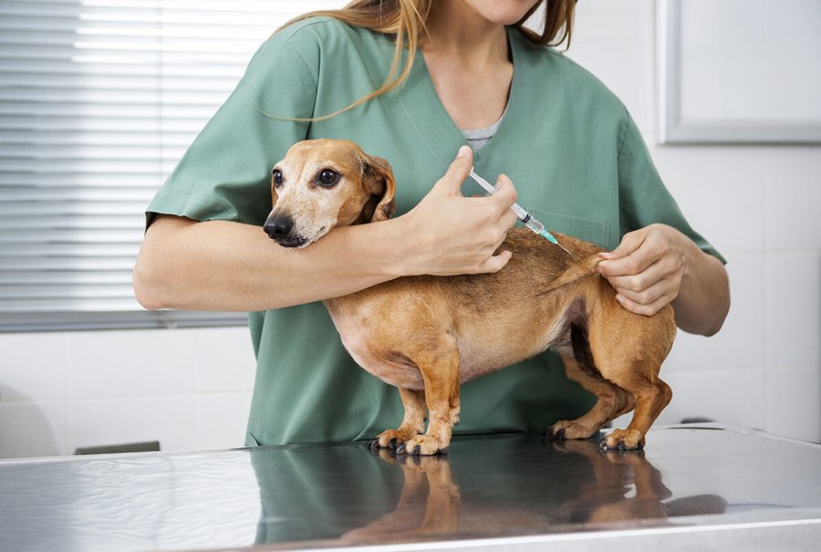 Que se passe-t-il si je ne fais pas vacciner mon chien 