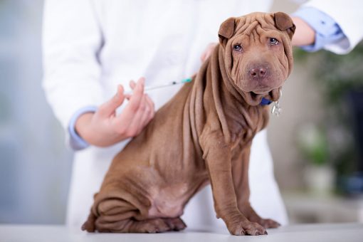 perro-vacunación
