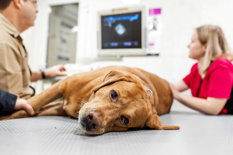 Qué hacer si el perro está estreñido