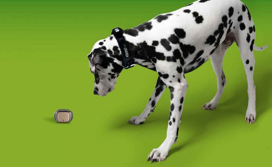 GPS chien en promotion pendant la Black Friday  