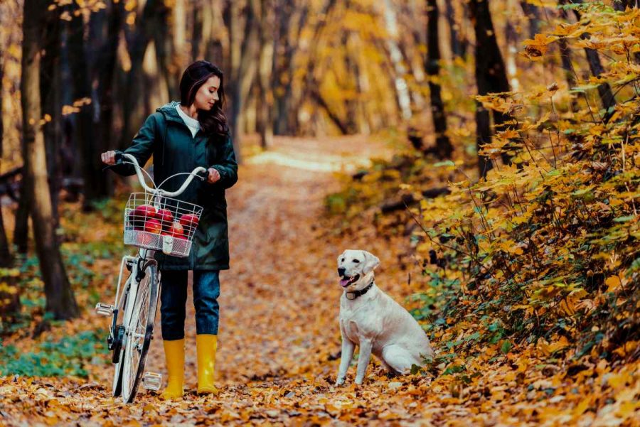 Auf der Suche nach dem besten GPS Tracker für Hunde      