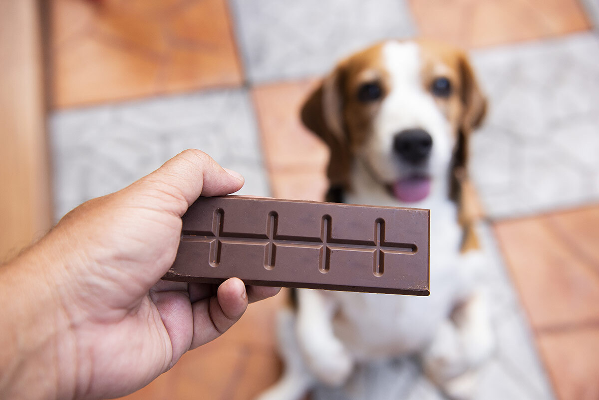 Chocolate, what are the risks for dogs? Quantity, effects. Kippy Blog