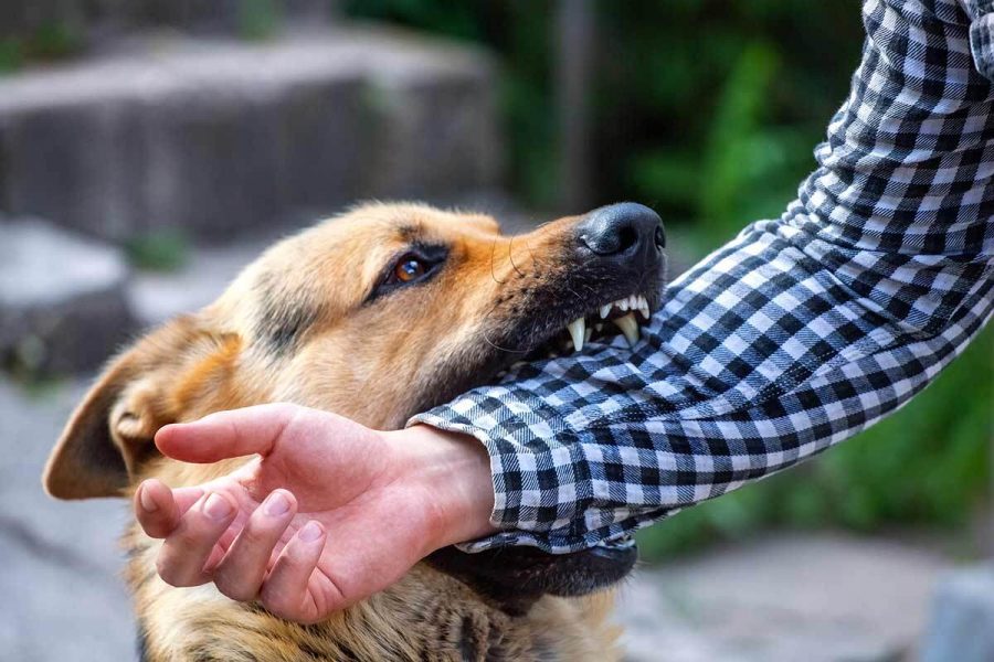 What to do when the dog bites the owner