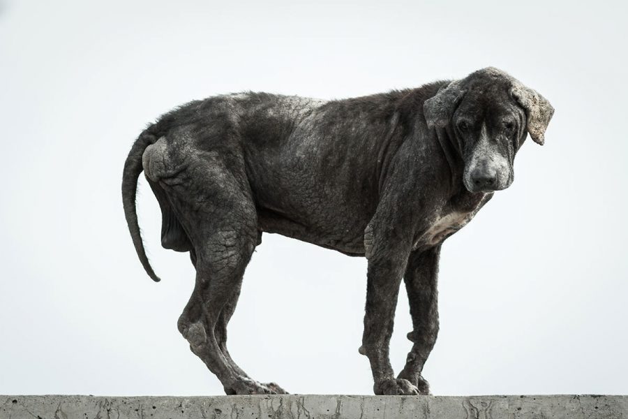 La demenza senile nei cani