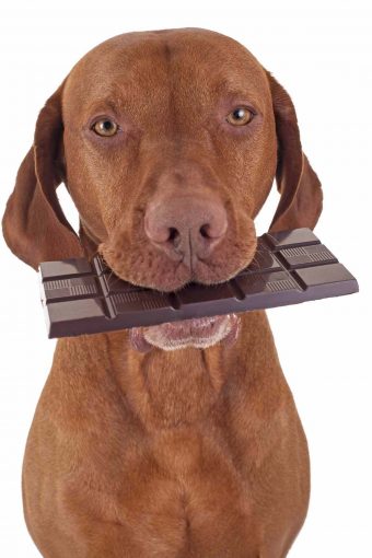 Il cioccolato è davvero rischioso per i cani?
