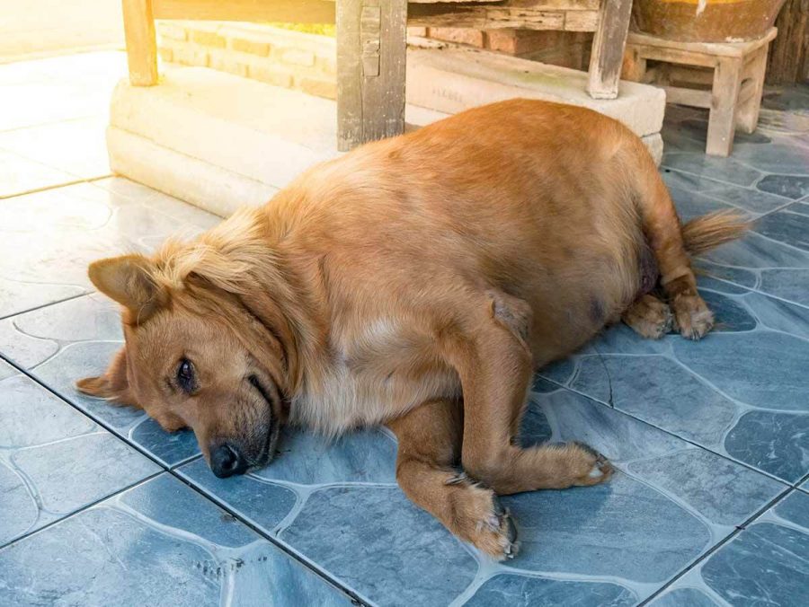 Comment savoir si votre chien est en surpoids