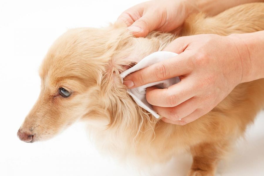 Con qué limpiar el oído del perro