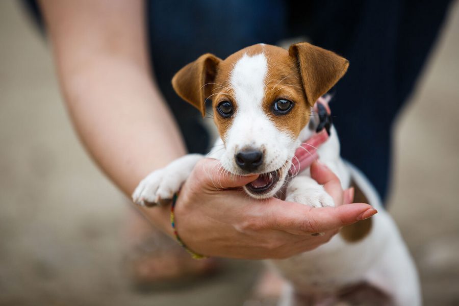 Cosa vuol dire quando il cane ti mordicchia