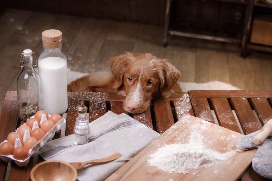 Cosa posso cucinare al mio cane?