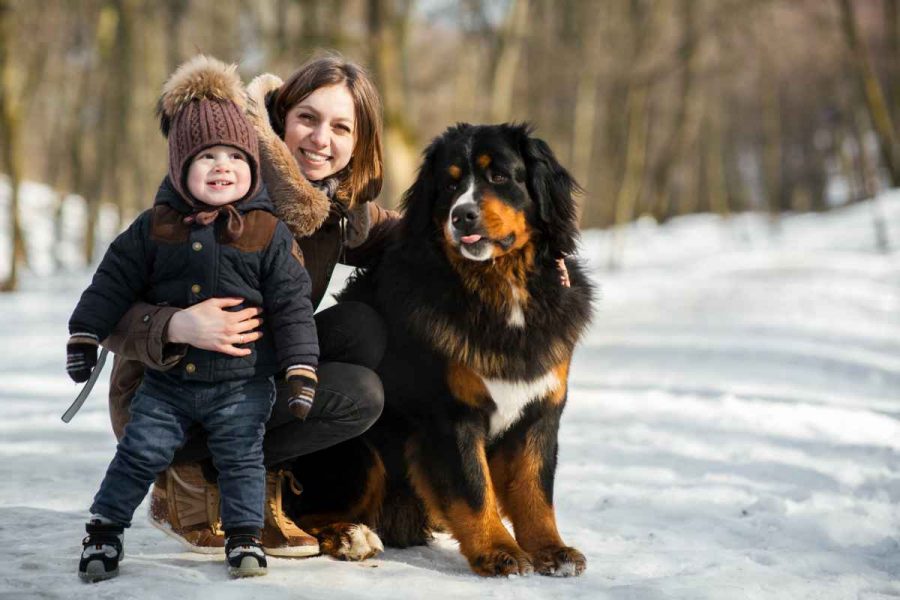 How to choose the right dog for your family among large dogs