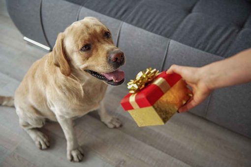 Hund-Geschenk