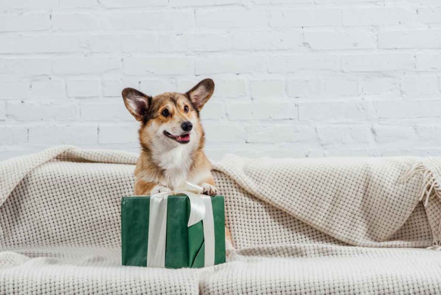 1 Comment offrir à votre chien le cadeau d'anniversaire parfait ?