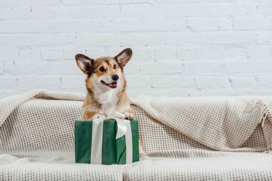 1 Come fare un perfetto regalo di compleanno al cane