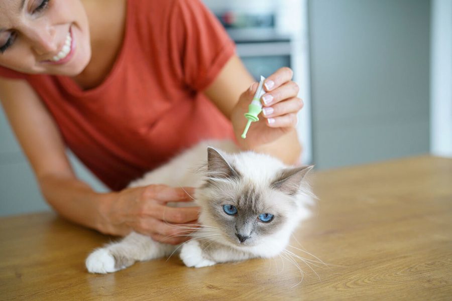 Hat meine Katze Flöhe?  