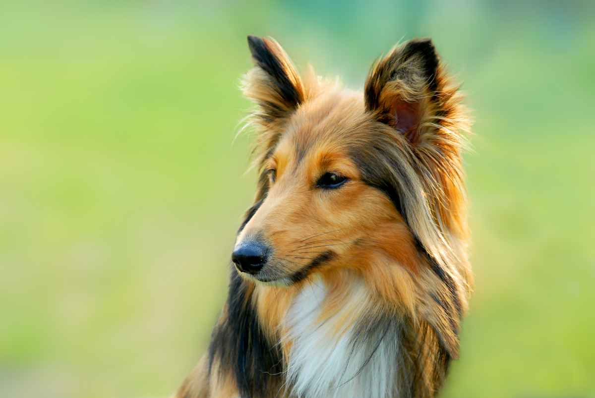 Las razas de perros más inteligentes