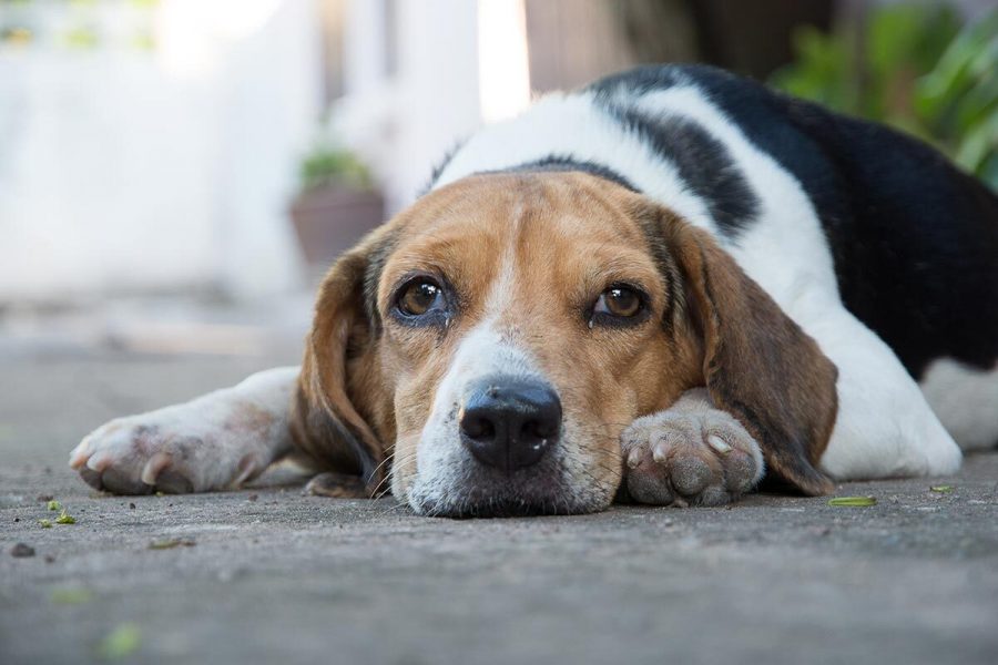 Que dois-je faire si mon chien a la diarrhée ?