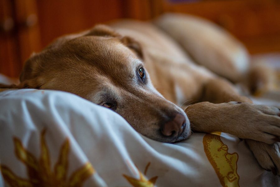 Cosa può far male al nostro cane