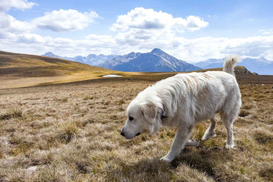 What breed is Belle et Sébastien’s dog?