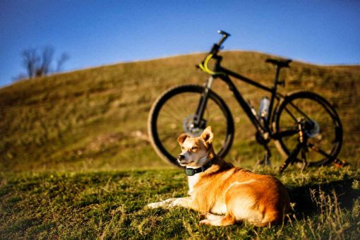 dog-bike