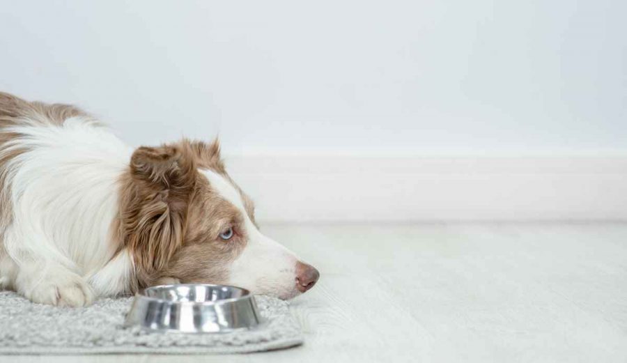¿Qué puede comer un perro con colitis?