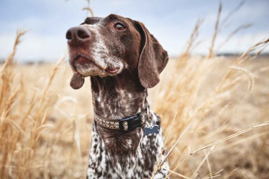 GPS-Tracker für Jagdhunde