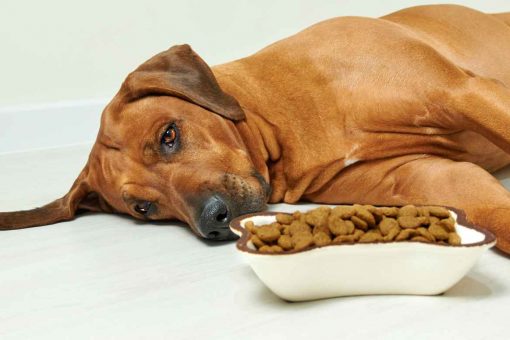 dog-diahrrea-food