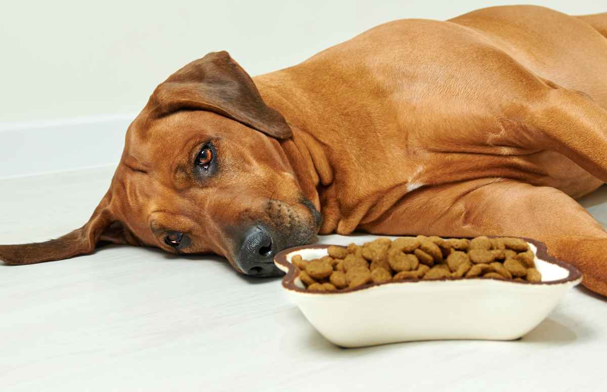 Entrada consonante educar Qué puede comer un perro que tenga diarrea?