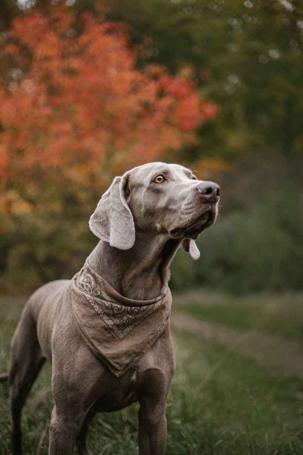 All hunting dog breeds