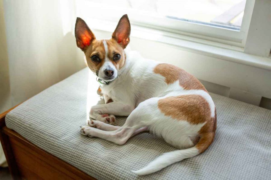 Di che razza è l’attuale cane di Striscia la Notizia?