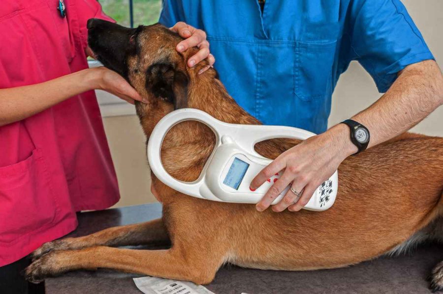 Micropuce pour chiens avec GPS