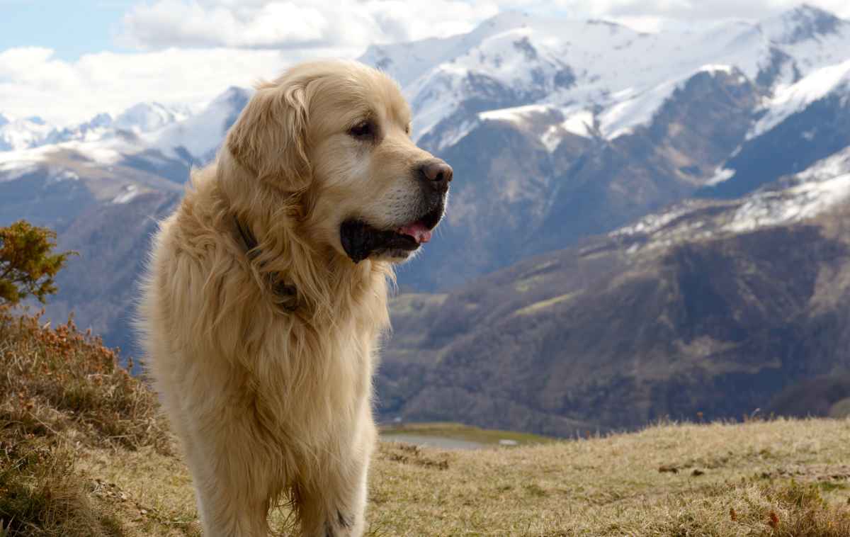 What breed is Belle et Sébastien's dog?