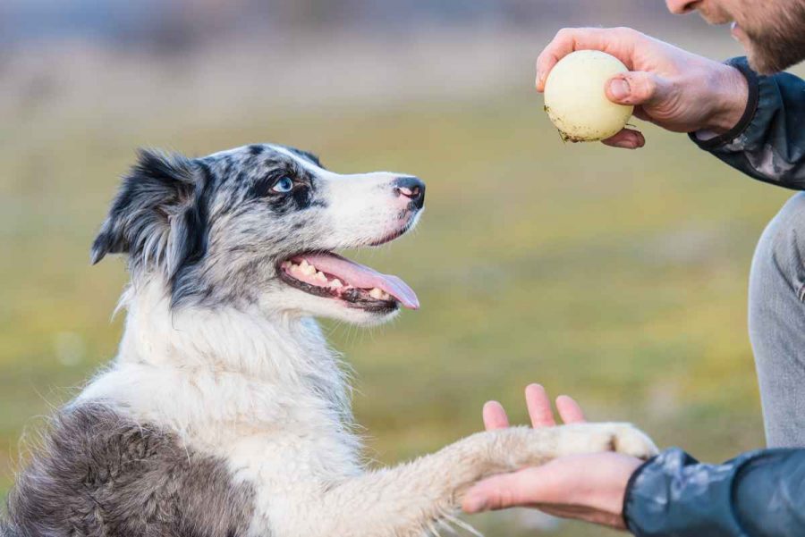 Los perros más obedientes del mundo