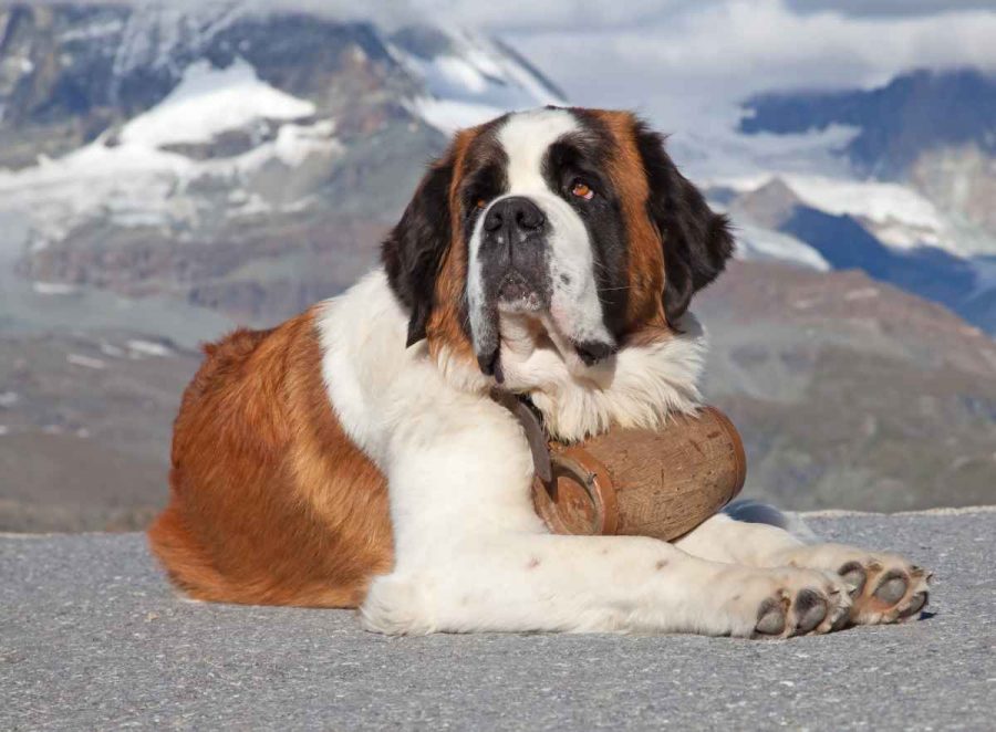 Les plus gros chiens du monde