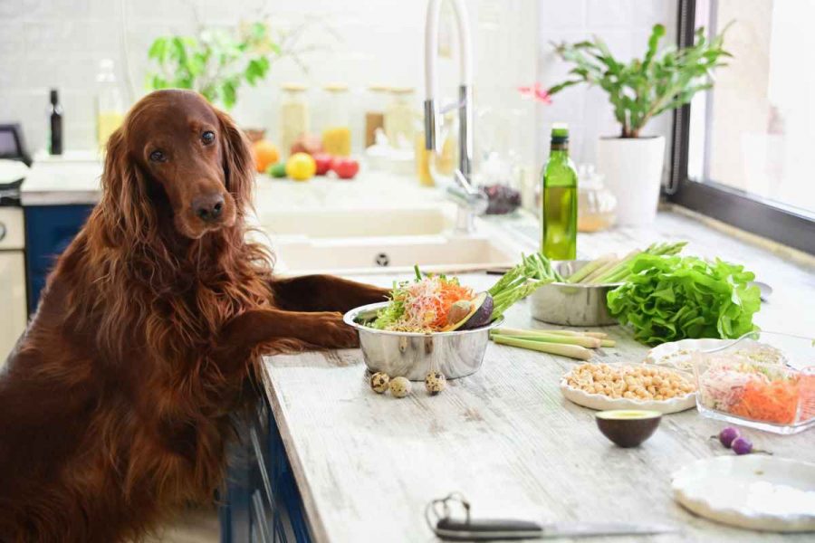 Was sollte ein Hund mit Durchfall zu fressen bekommen?