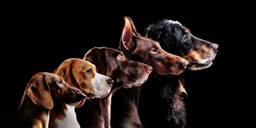 How many dog breeds are there?