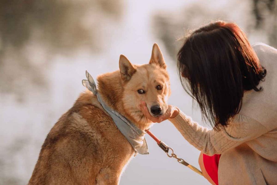 Wie man die Rasse eines Hundes ermittelt